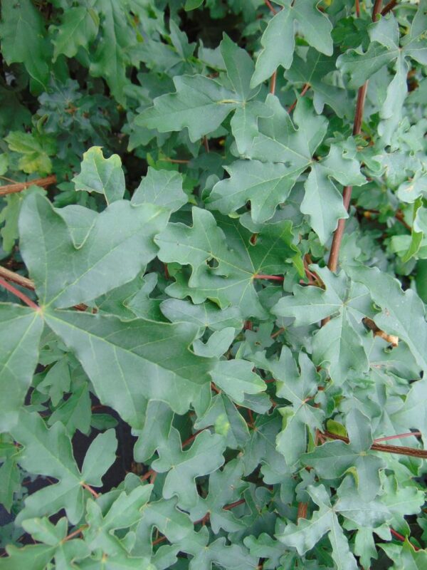 Acer campestre