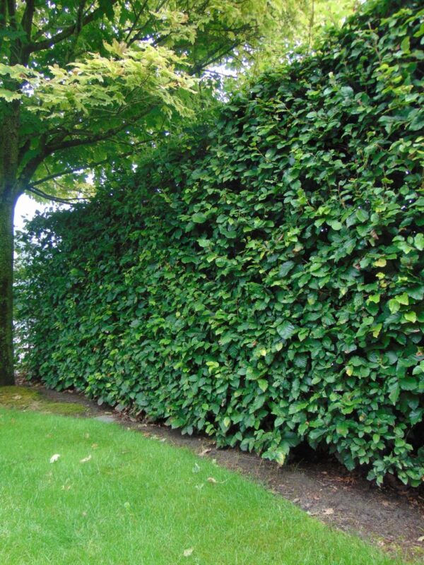 Fagus sylvatica