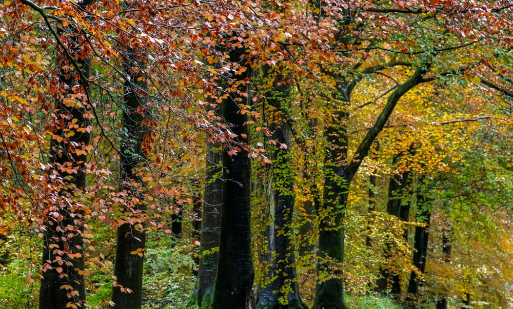 beukenboom met bruin blad