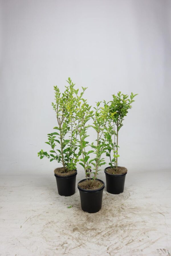 Ligustrum oval. 'Aureum'