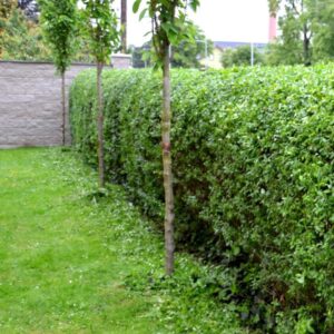 Ligustrum ovalifolium