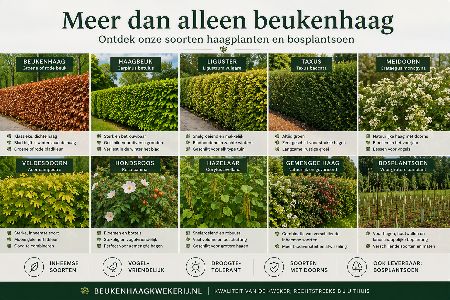 Meer dan beukenhaag