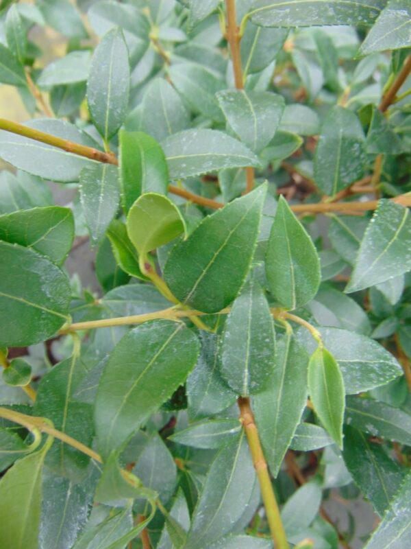 Osmanthus burkwoodii