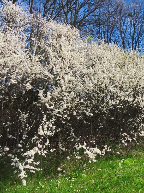 Prunus spinosa