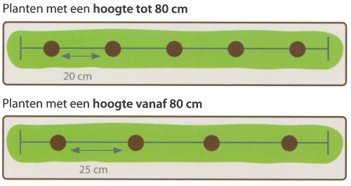 Plantwijze enkele rij: 4-5 planten per meter