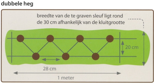 Dubbele rij — 7 planten per meter, 2 rijen 30 cm uit elkaar, versprongen