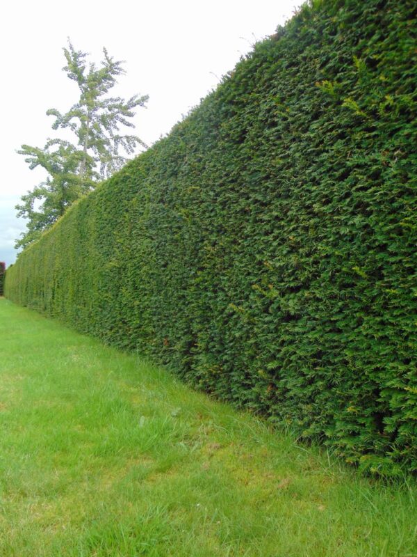 Taxus baccata