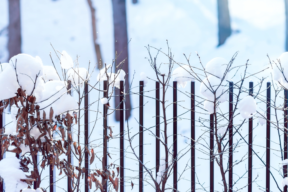 haagbeuk verliest blad in de winter