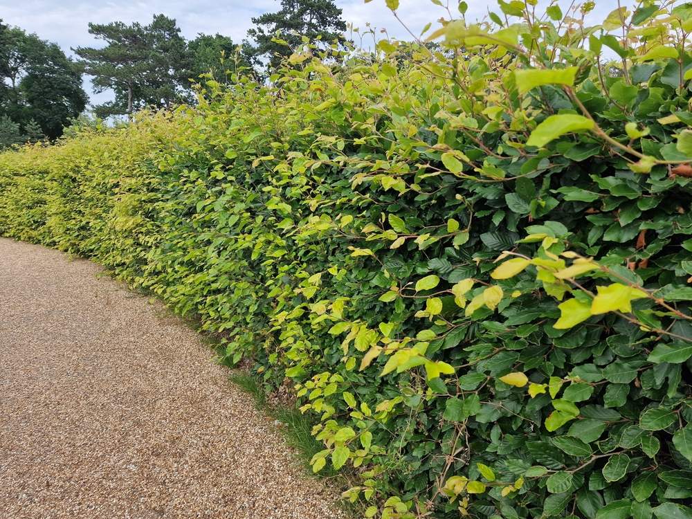 mooi dichtgegroeide beukenhaag