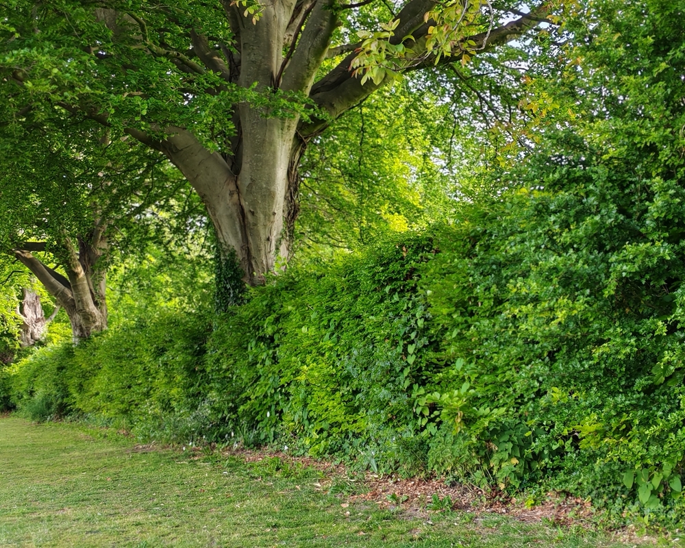 gemengde haag groeien onder beukenboom