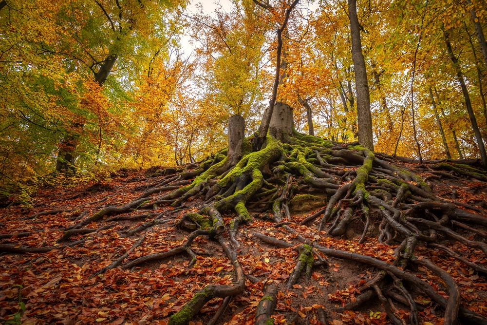 diep gaande wortels beukenboom